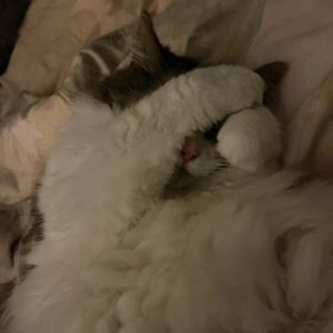 Meet your Posher, Lee ann